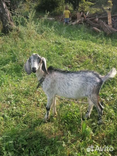 Козел и козел