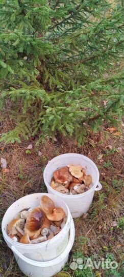 Грибы белые+ красноголовики 10л ведро