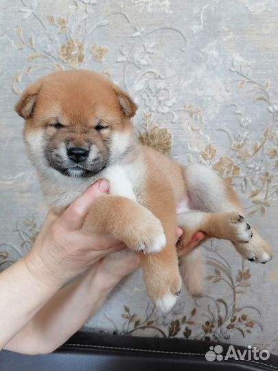 Сиба шиба ину