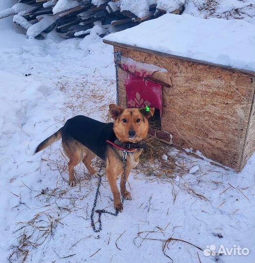 Собака в добрые руки