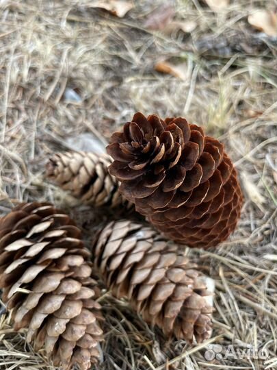 Шишки для поделок