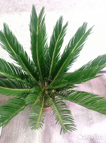 Цикас революта