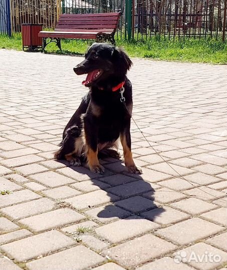 Юной коасотке нужен человек