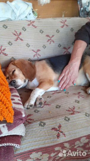 Бигль бесплатно