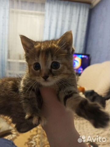 Кошки