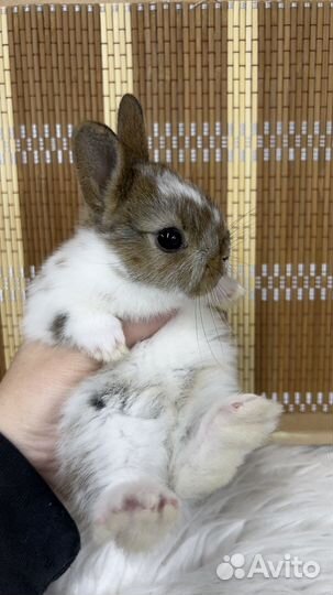 Декоративные кролики релакс