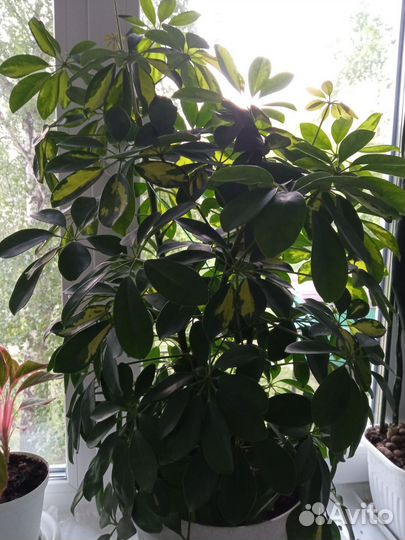 Комнатные цветы шефлера