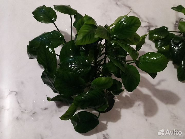 Анубиас аквариумное растение