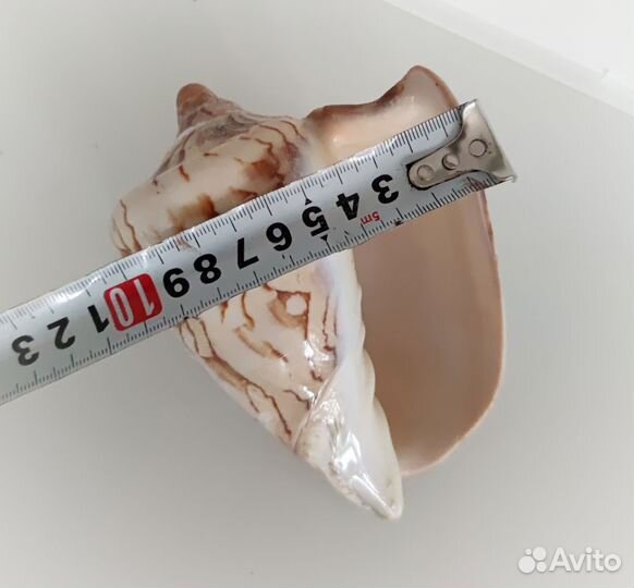 Ракушка морская большая