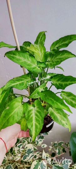 Сингониум Фреклес Мутейшн