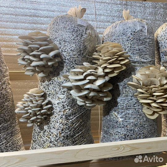 Мицелий вешинки зерновой