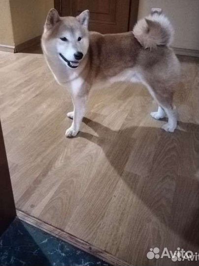 Передержка собак/ Догситтер