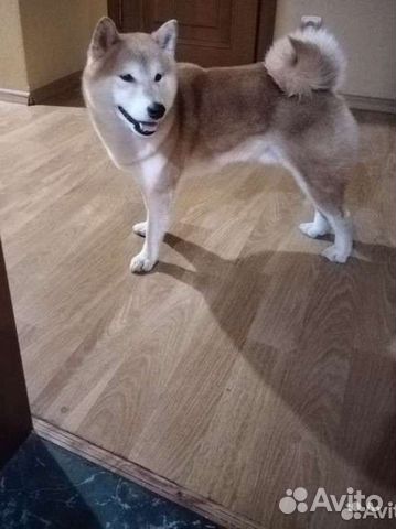 Передержка собак/ Догситтер