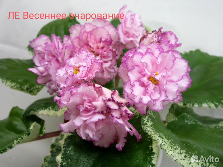 Детки сортовых фиалок