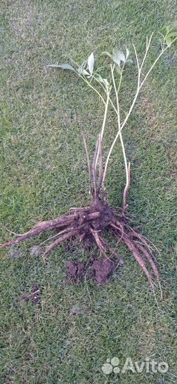 Пионы корни