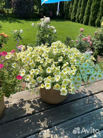 Петуния ампельная и каскадная, рассада