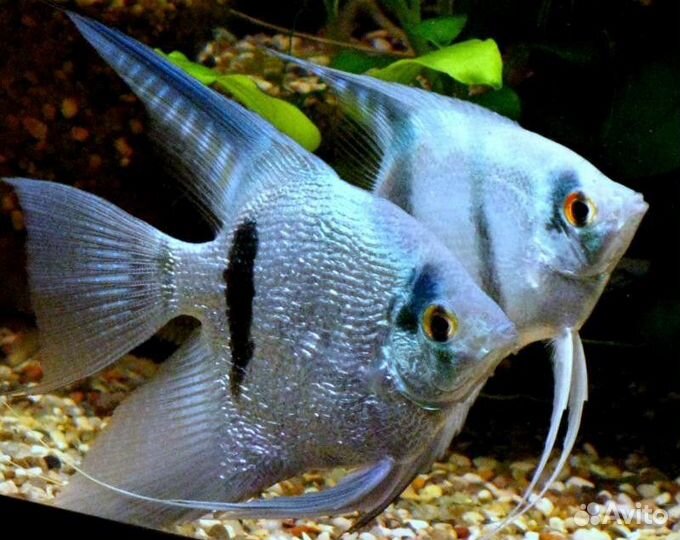 Аквариумные рыбки