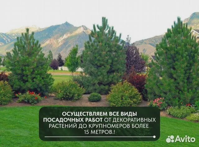 Ель голубая