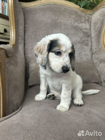 Щенок полуспаниель
