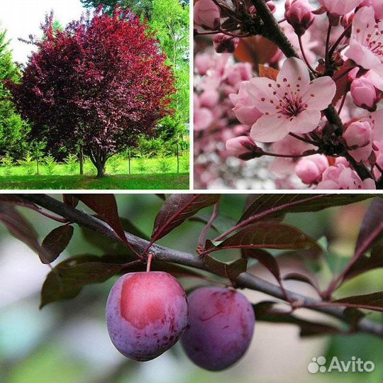 Саженцы сливы Писсарди