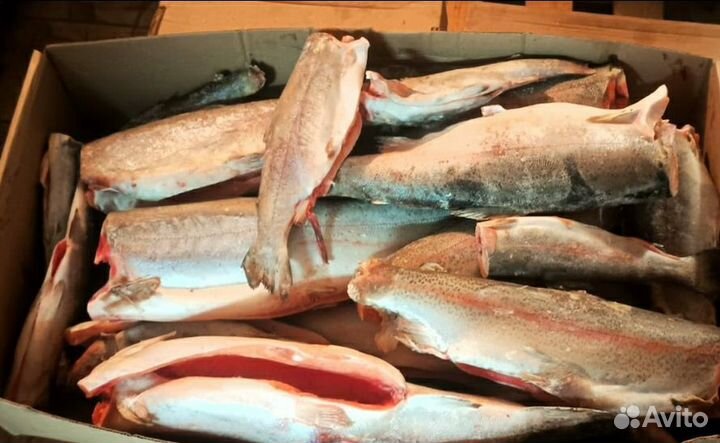 Печень трески