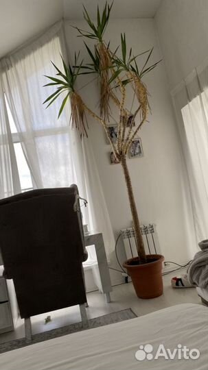 Пальма живая 4 метра юкка