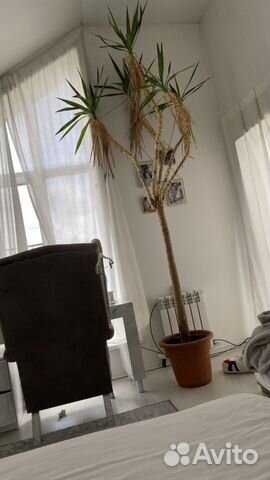 Пальма живая 4 метра юкка