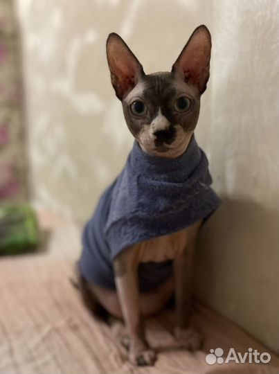 Кот сфинкс вязка