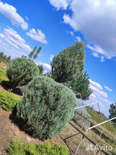 Можжевельник крупномер