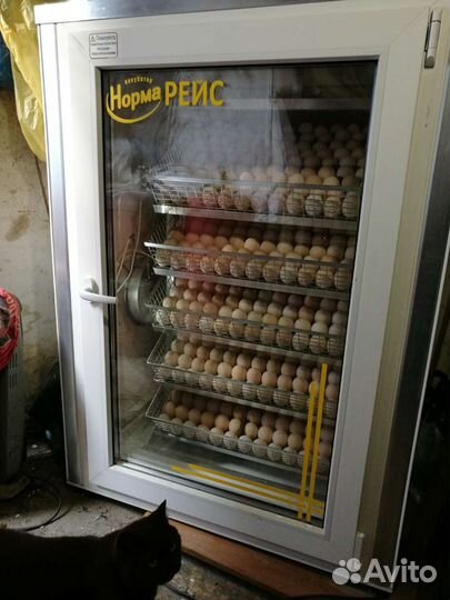 Инкубационное яйцо бройлера