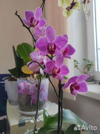 Орхидея фаленопсис
