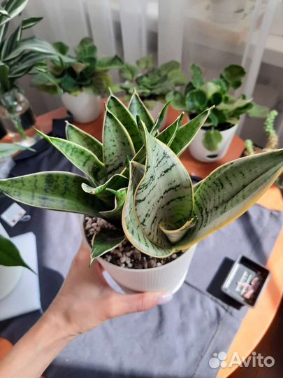 Сансевиерия ханни крем