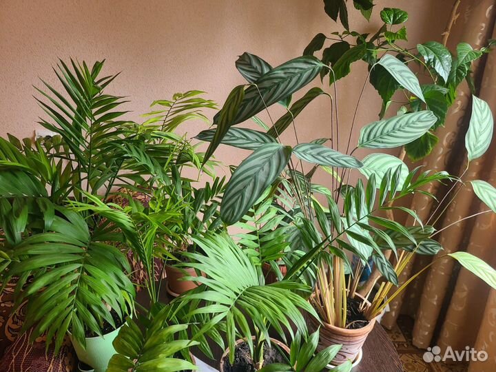 Комнатные цветы