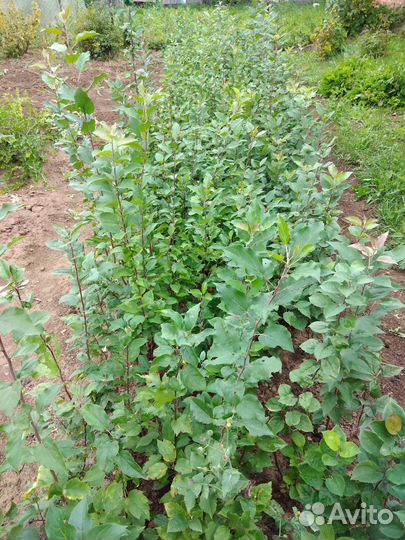 Продажа Саженцов