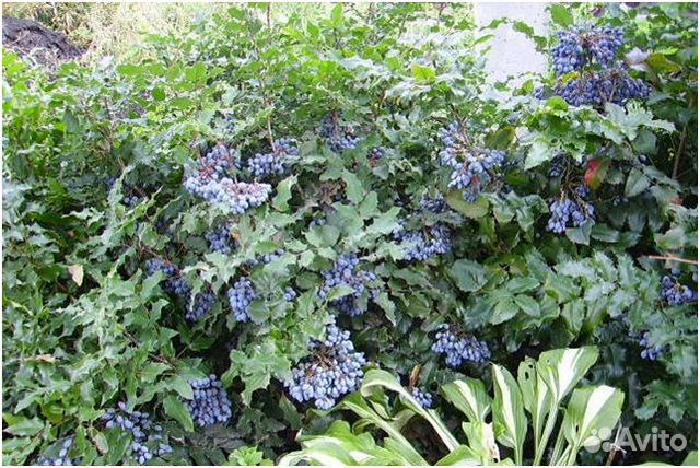 Магония падуболистная саженцы