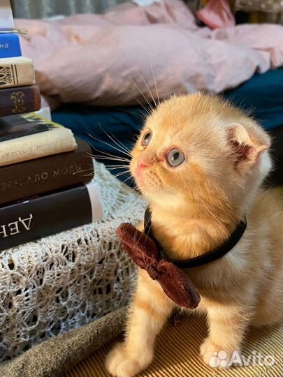 Шотландские вислоухие котята