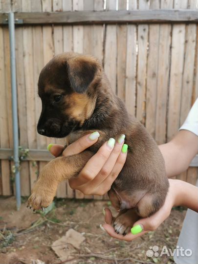Щенок двортерьер