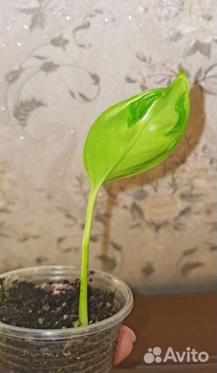 Эпипремнум