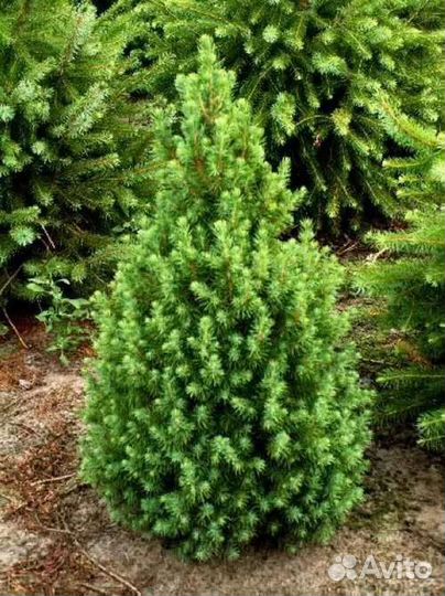 Ель Дейзи вайт, коника, соснагорная