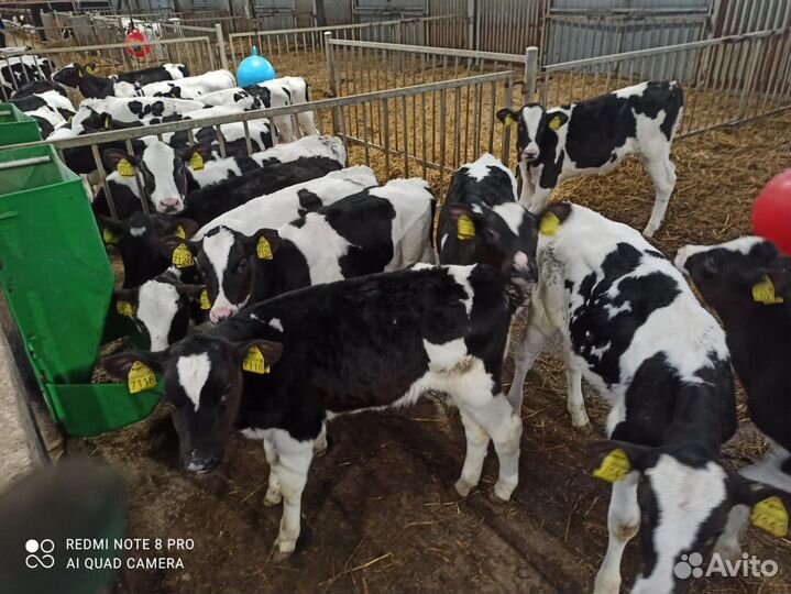 Телята бычки домашние