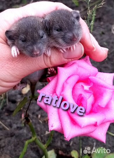 Крысята дамбо агути