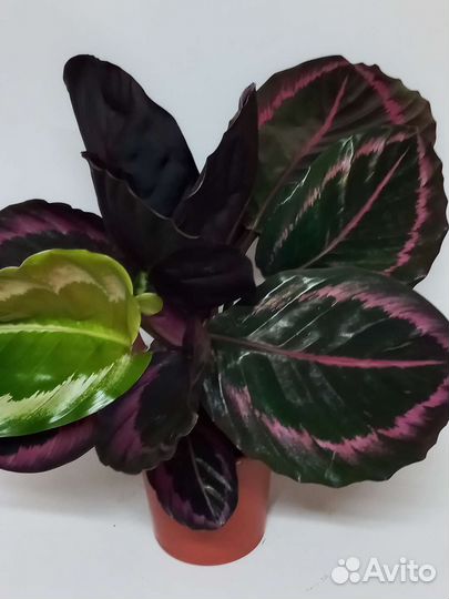 Калатея сюрприз стар