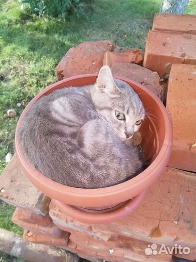 Кто нибудь помогите которебенку