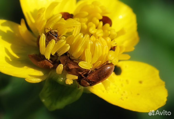 Индустар 61 Л/З мс 50мм М42