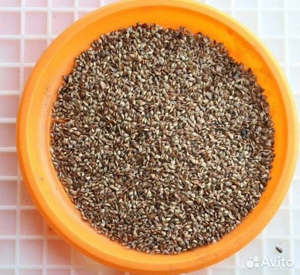 Семена ели на заказ