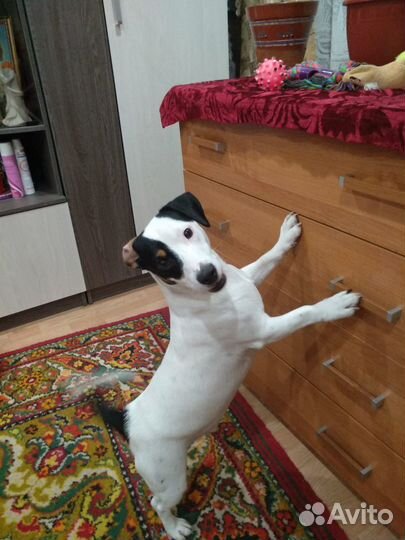 Собака для вязки