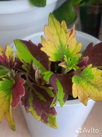 Комнатные растения