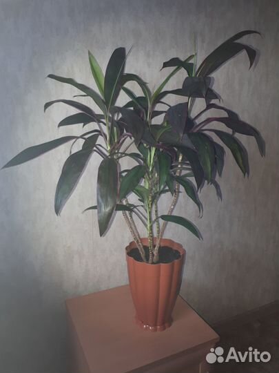 Комнатные цветы