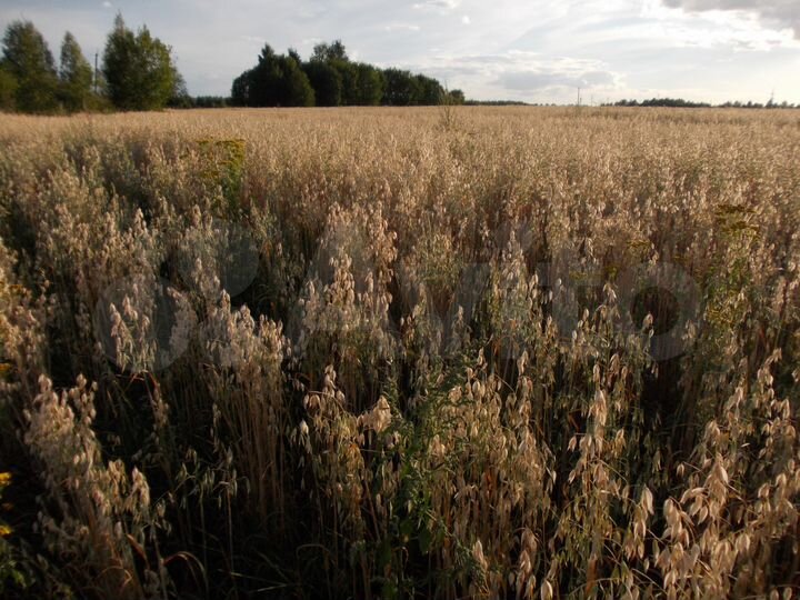 Участок 7,3 га (СНТ, ДНП)