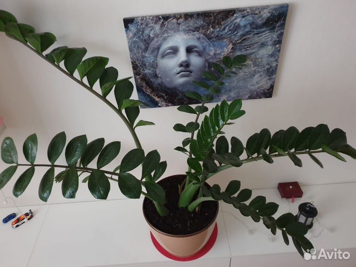 Замиокулькас